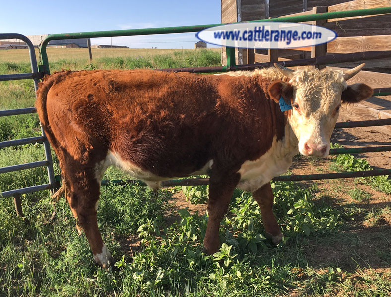 Cattle Range Listing Image