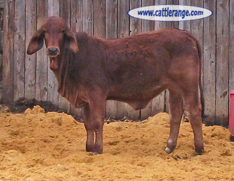 Cattle Range Listing Image