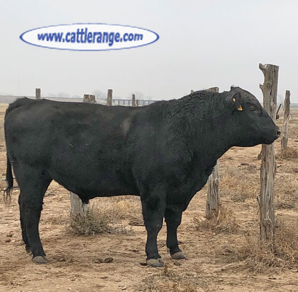 Cattle Range Listing Image