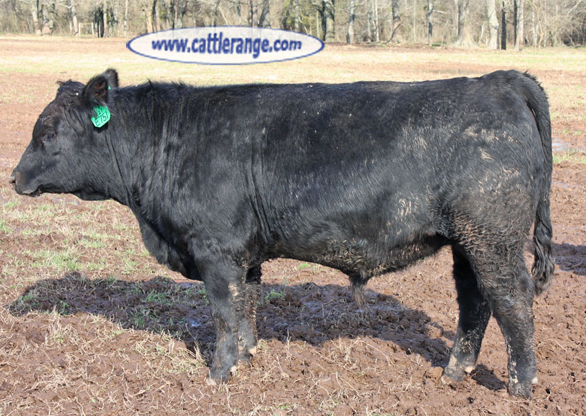 Cattle Range Listing Image