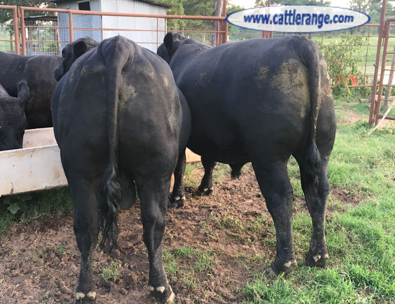 Cattle Range Listing Image