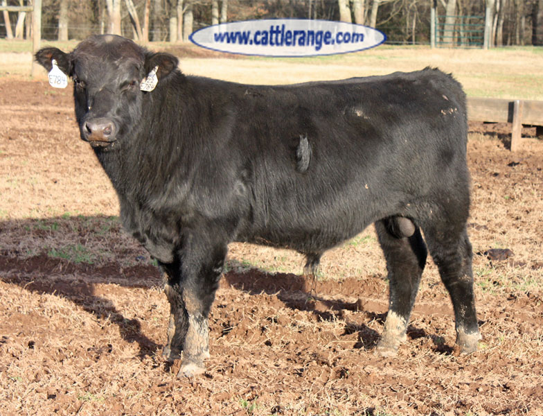 Cattle Range Listing Image