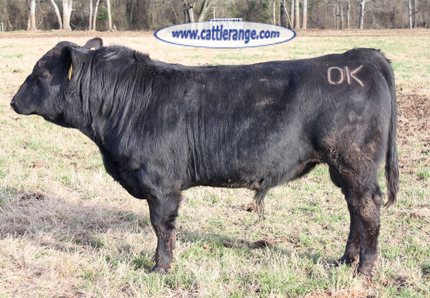 Cattle Range Listing Image