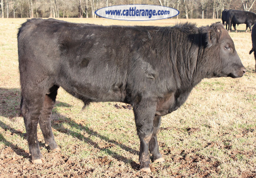 Cattle Range Listing Image