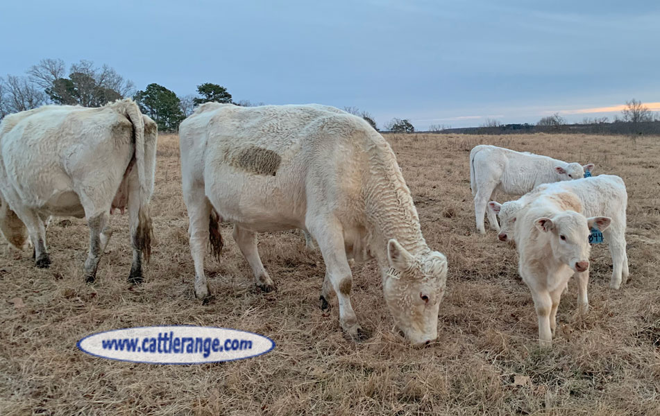 Cattle Range Listing Image