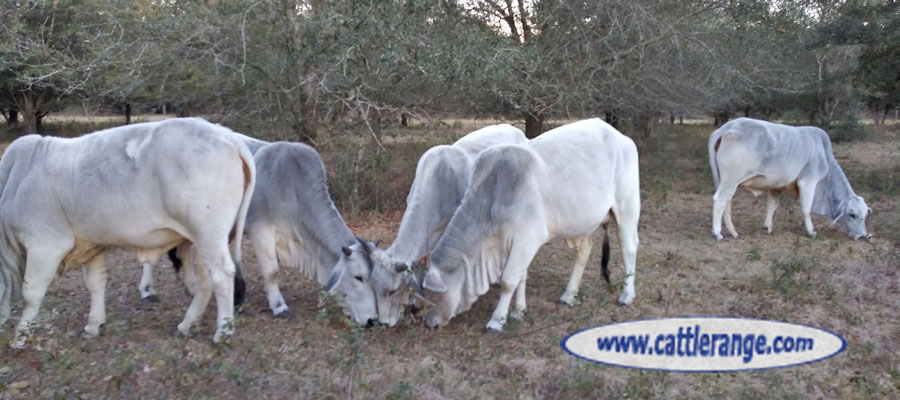 Cattle Range Listing Image
