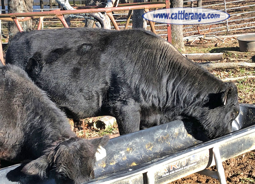 Cattle Range Listing Image