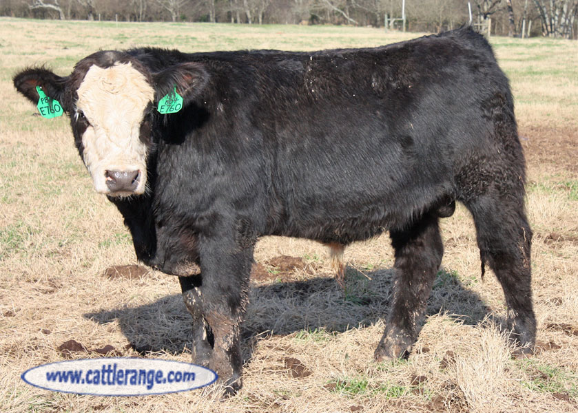 Cattle Range Listing Image