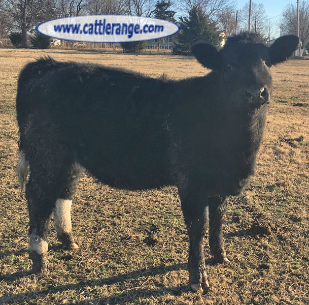 Cattle Range Listing Image