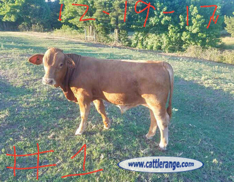 Cattle Range Listing Image