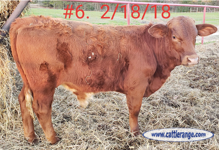 Cattle Range Listing Image