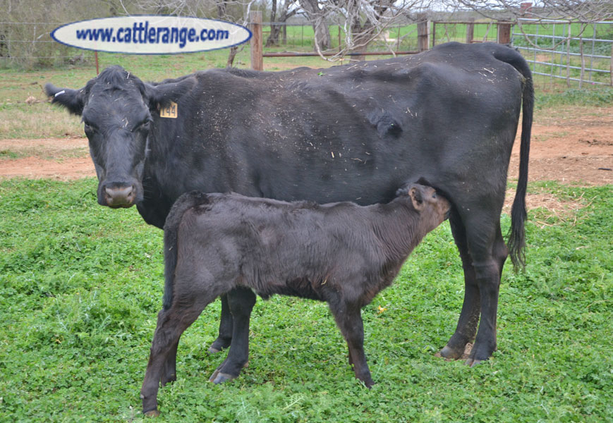 Cattle Range Listing Image