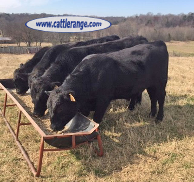 Cattle Range Listing Image