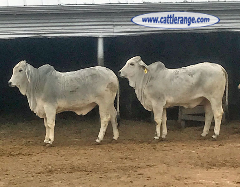 Cattle Range Listing Image