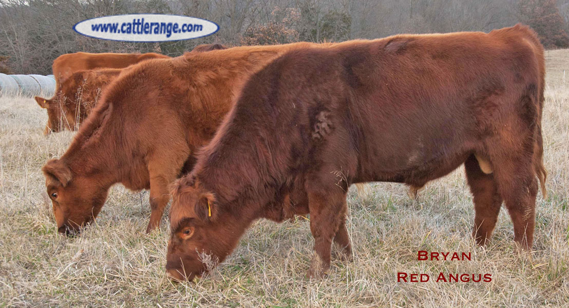 Cattle Range Listing Image