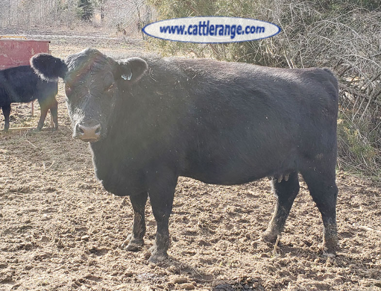 Cattle Range Listing Image