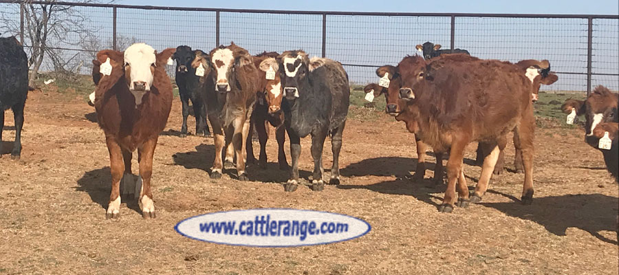 Cattle Range Listing Image