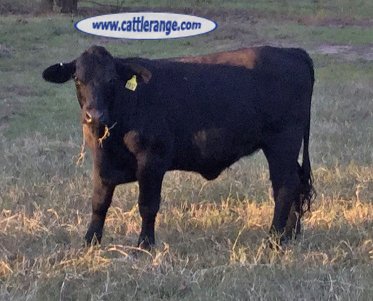 Cattle Range Listing Image