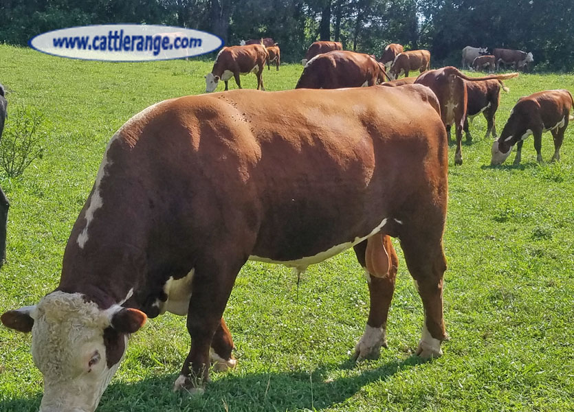 Cattle Range Listing Image