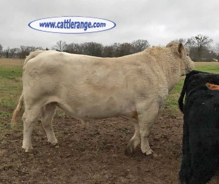 Cattle Range Listing Image