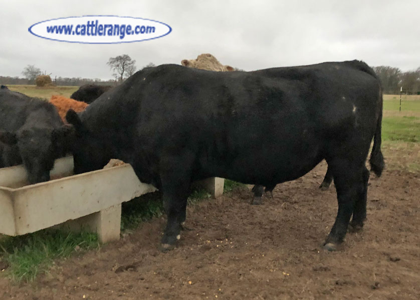 Cattle Range Listing Image