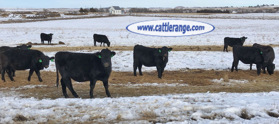 Cattle Range Listing Image