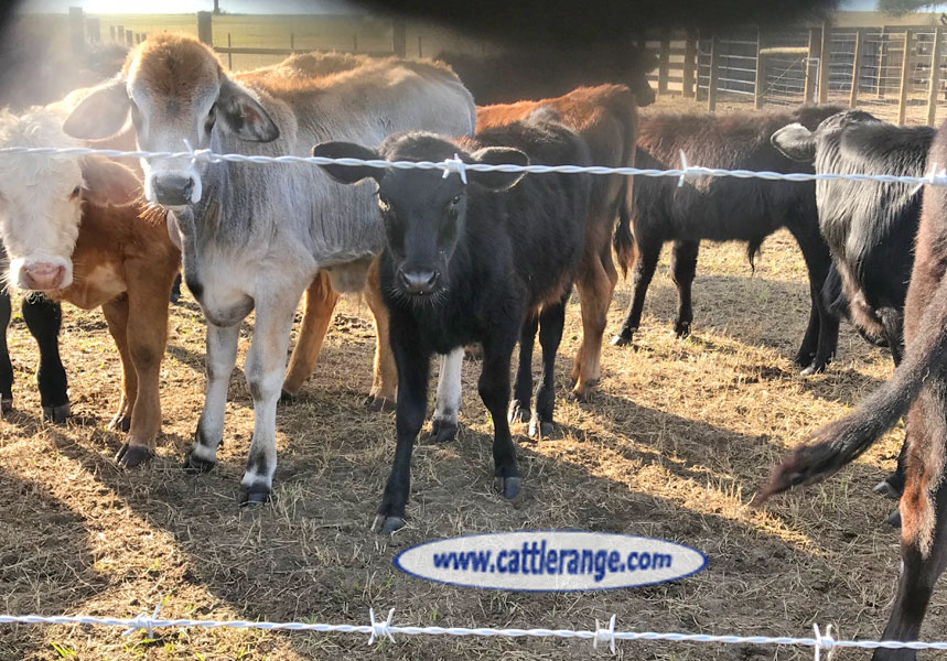 Cattle Range Listing Image