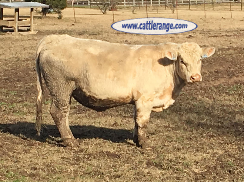 Cattle Range Listing Image