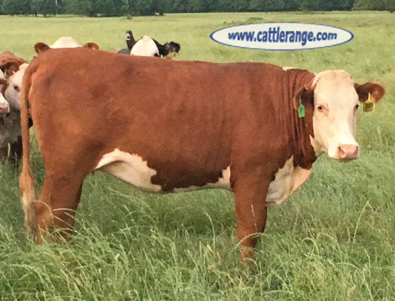 Cattle Range Listing Image