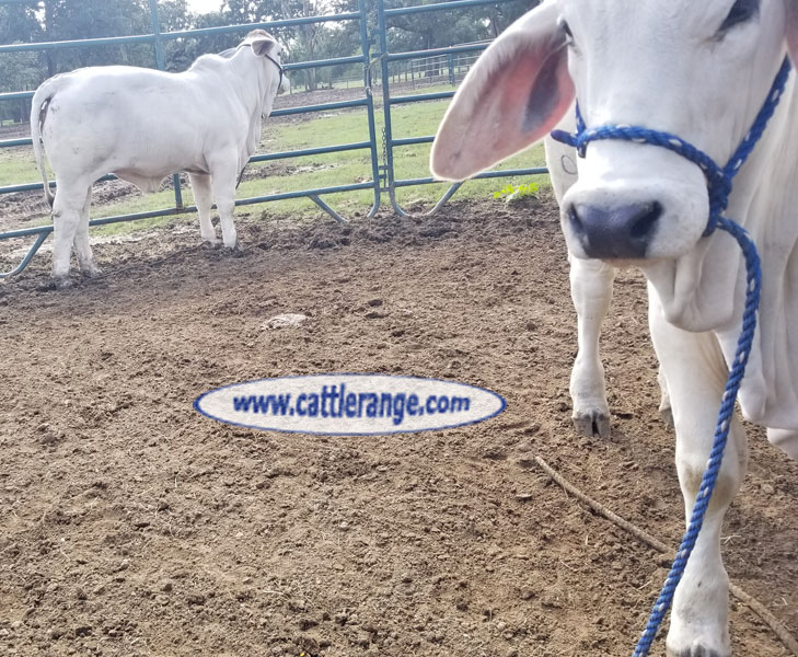 Cattle Range Listing Image
