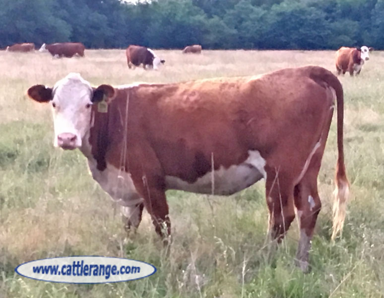 Cattle Range Listing Image