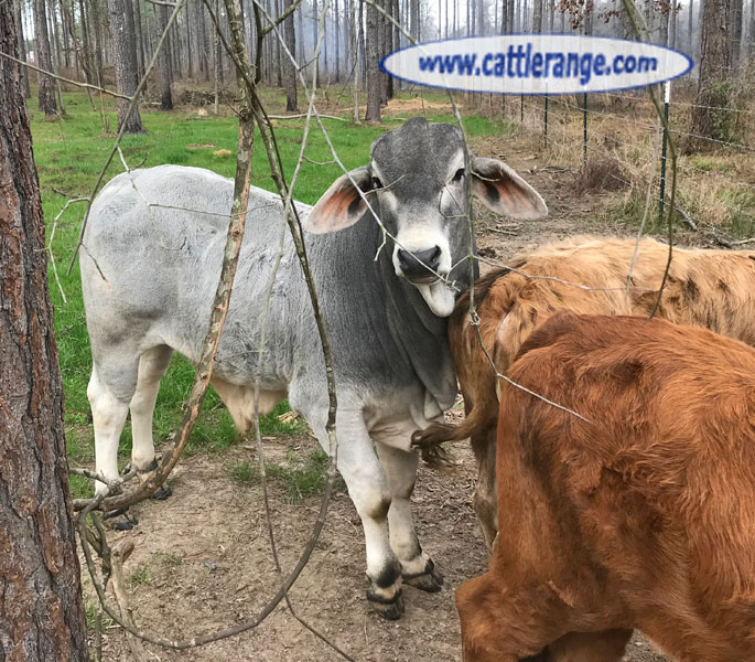 Cattle Range Listing Image