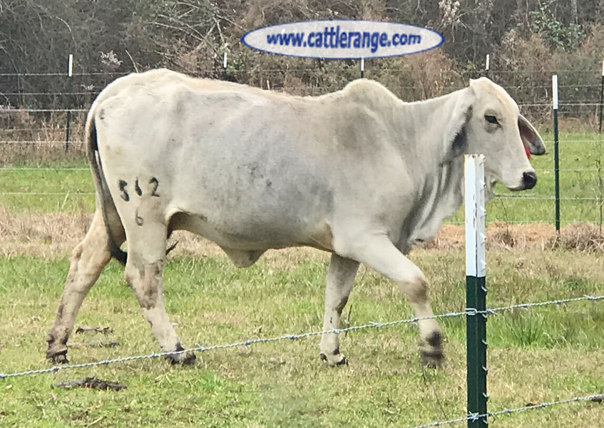 Cattle Range Listing Image