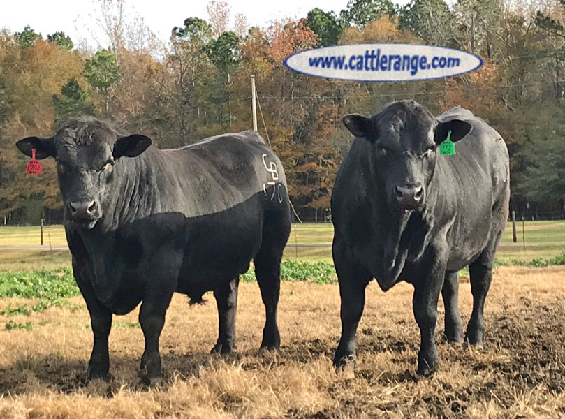 Cattle Range Listing Image