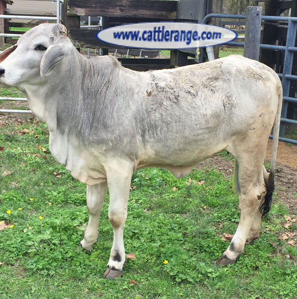 Cattle Range Listing Image