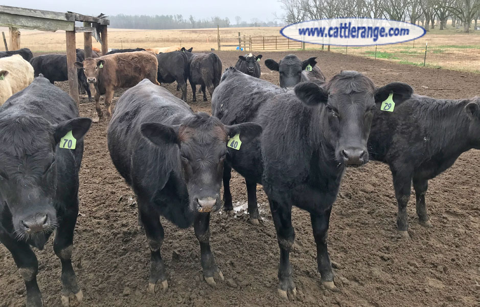Cattle Range Listing Image