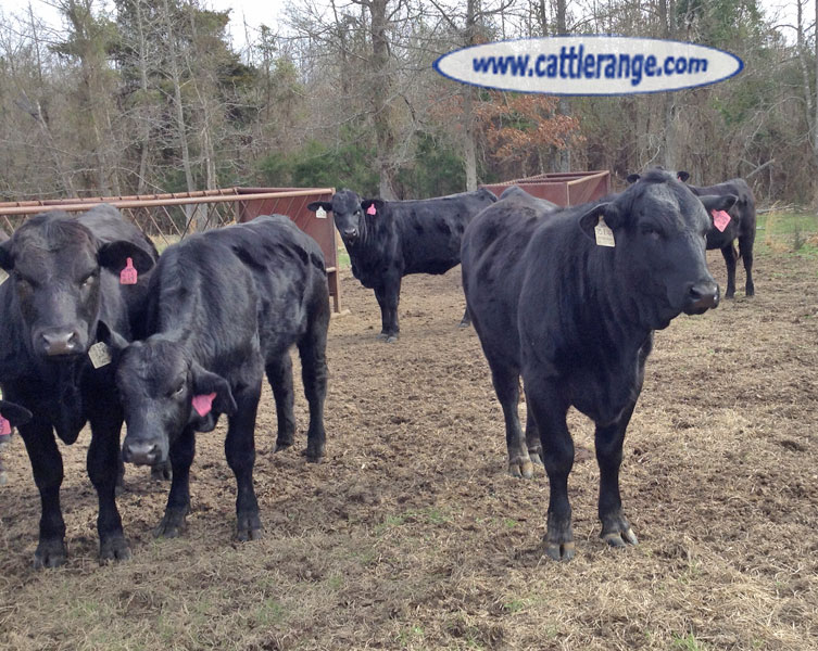 Cattle Range Listing Image