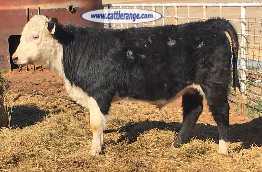 Cattle Range Listing Image