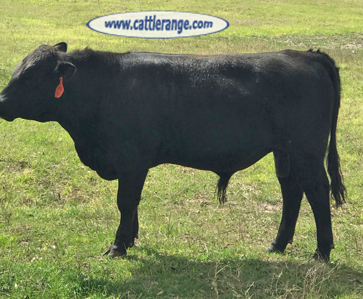 Cattle Range Listing Image
