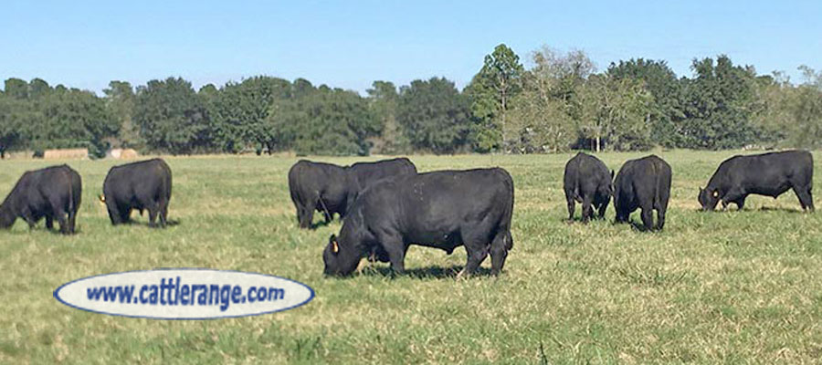 Cattle Range Listing Image