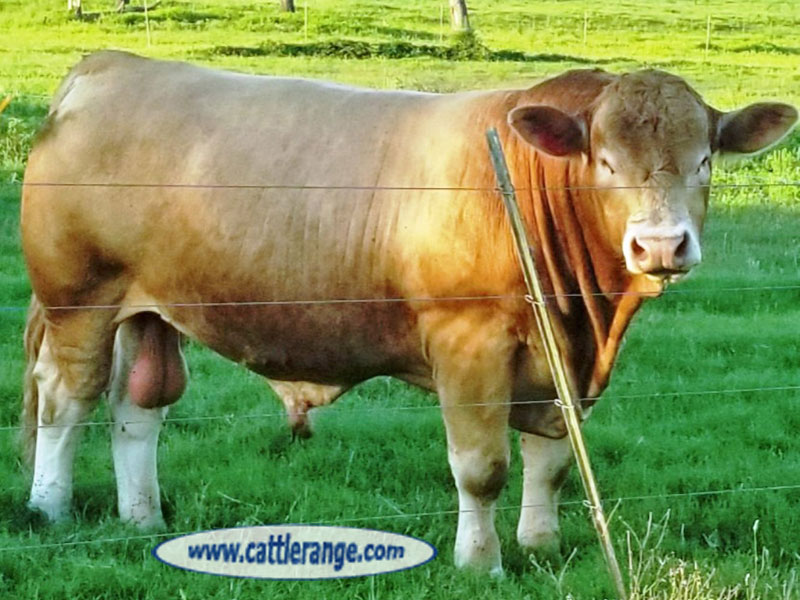 Cattle Range Listing Image