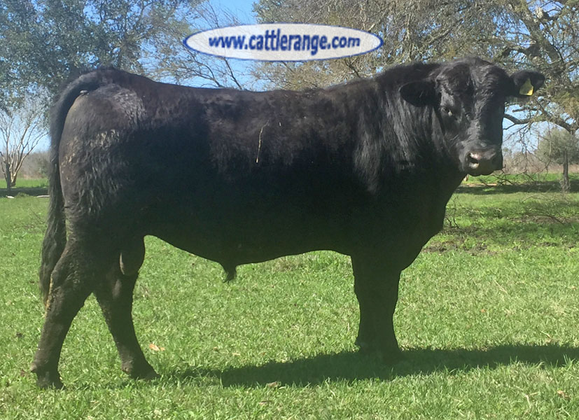 Cattle Range Listing Image