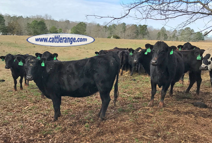 Cattle Range Listing Image