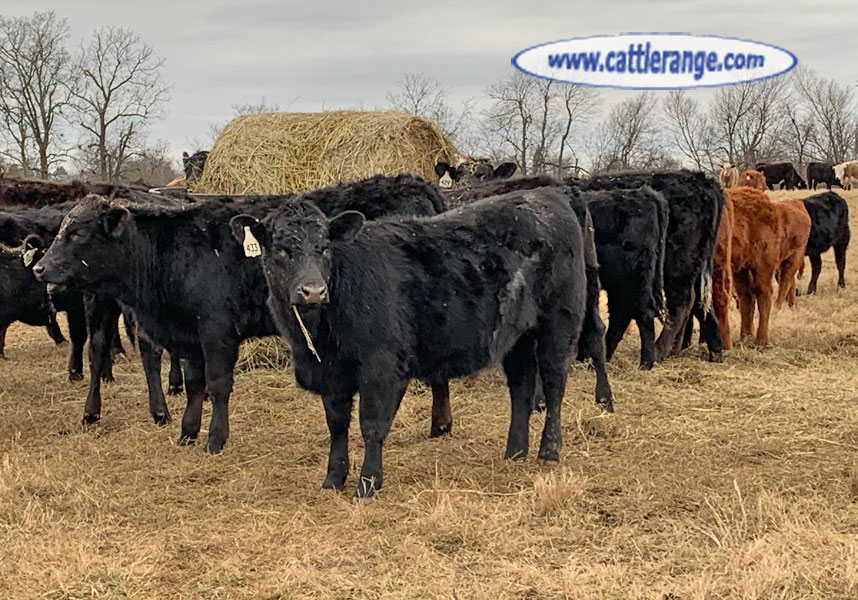 Cattle Range Listing Image