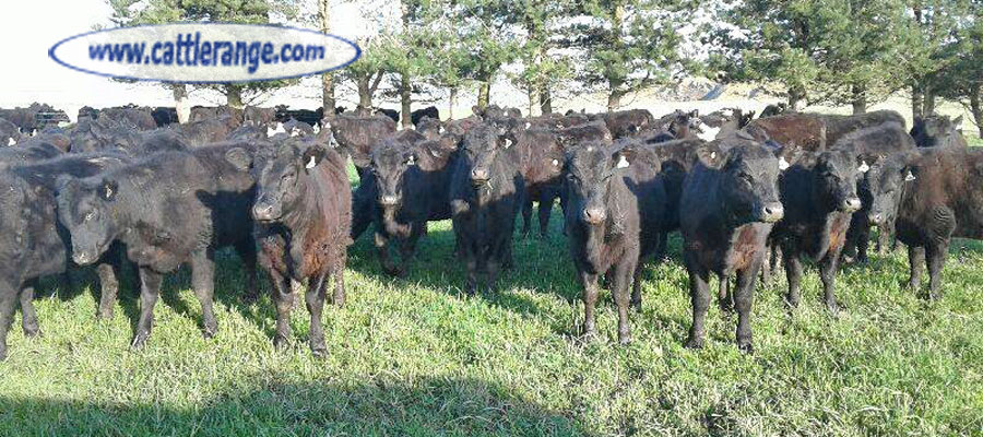 Cattle Range Listing Image