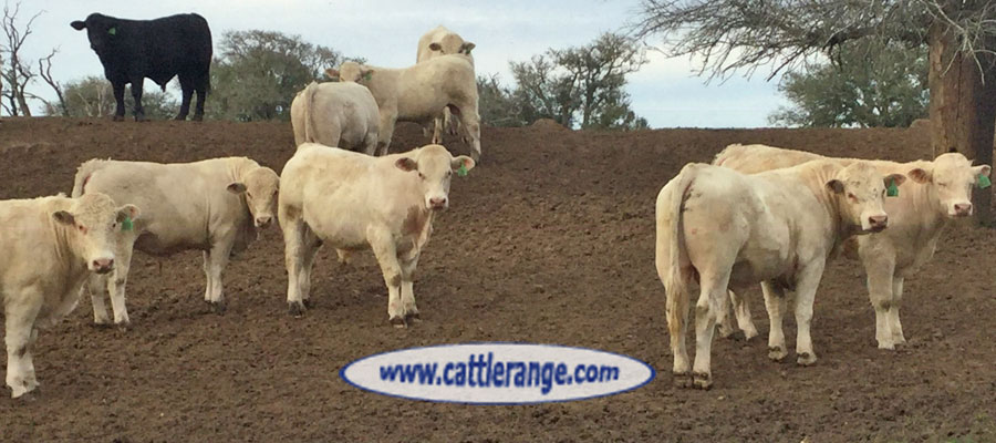 Cattle Range Listing Image