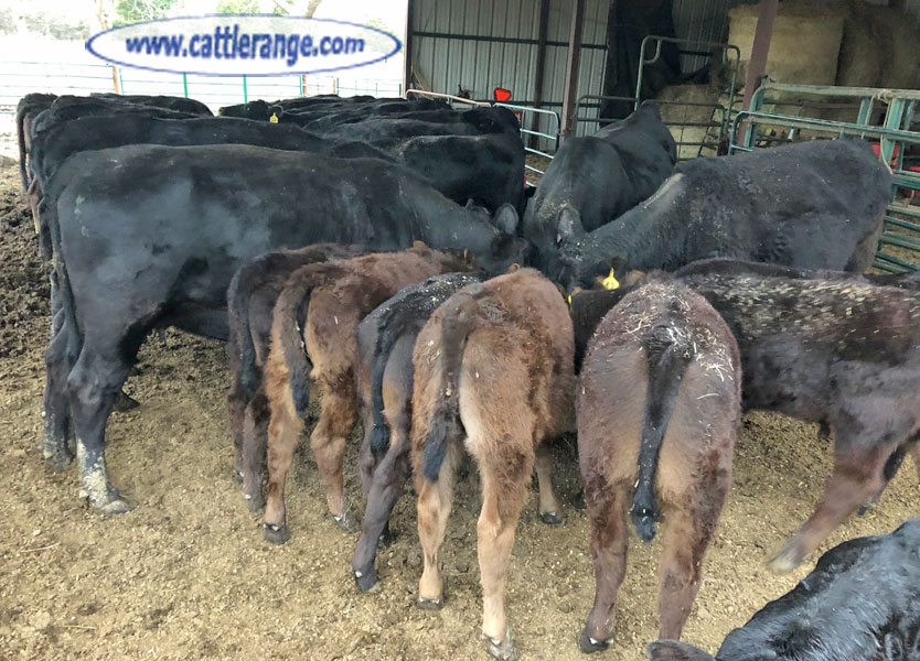 Cattle Range Listing Image