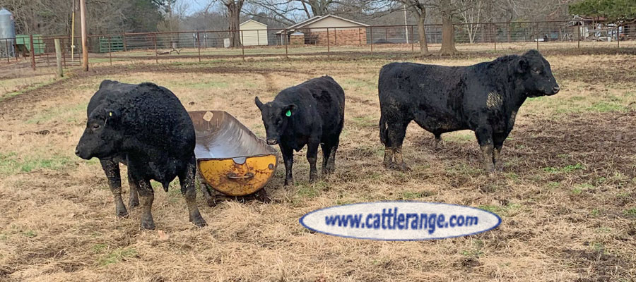 Cattle Range Listing Image
