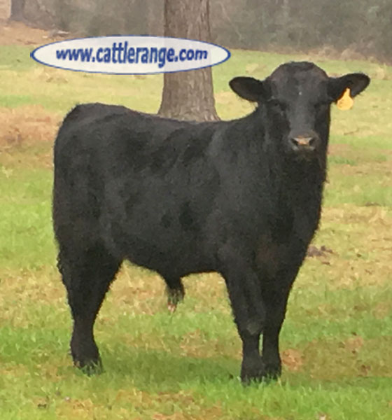 Cattle Range Listing Image