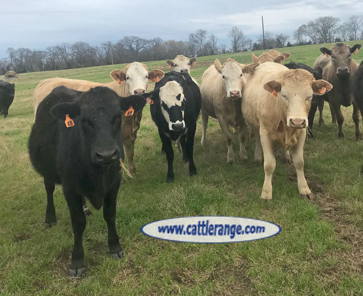Cattle Range Listing Image